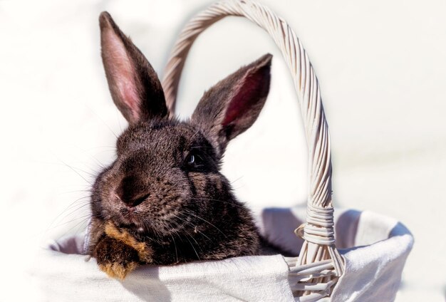 Easter brown rabbit with brown eyes in a wooden white basket with an orange ribbon