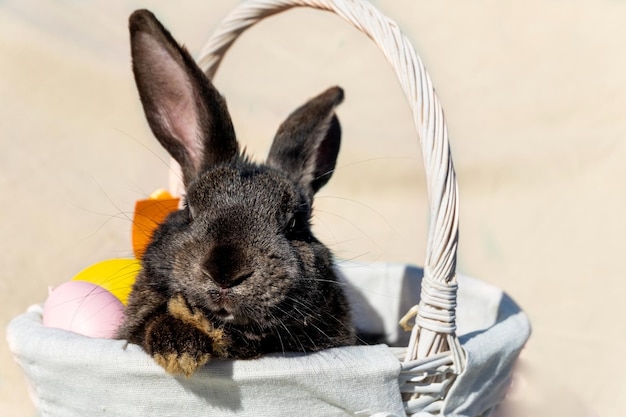 Easter brown rabbit with brown eyes in a wooden white basket with an orange ribbon