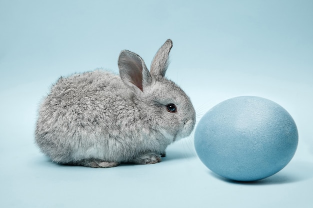 Easter bunny rabbit with blue painted egg on blue wall