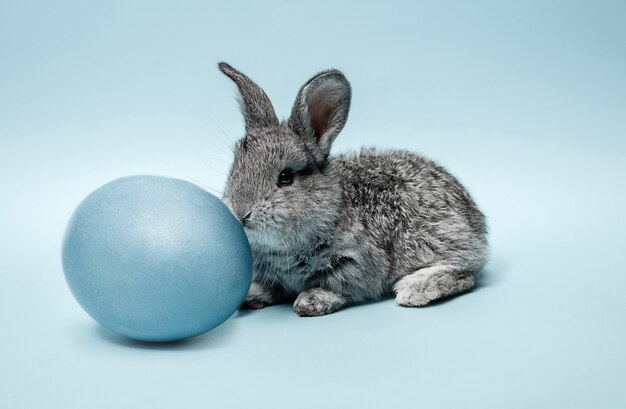 Пасхальный заяц кролик с синим расписным яйцом на синем