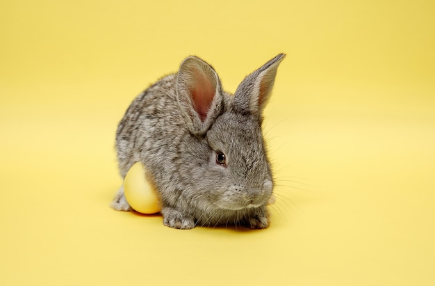 Easter bunny rabbit with painted egg on yellow wall