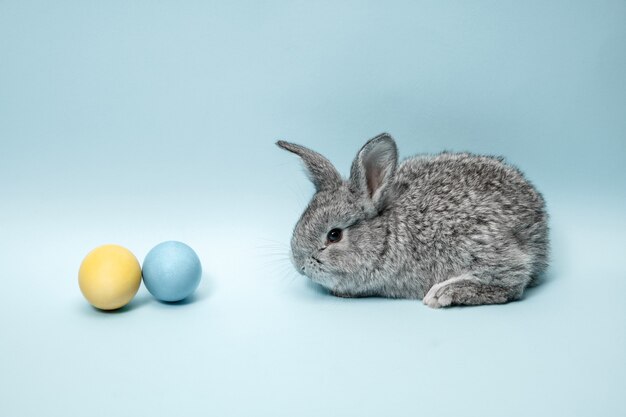 Easter bunny rabbit with painted eggs on blue