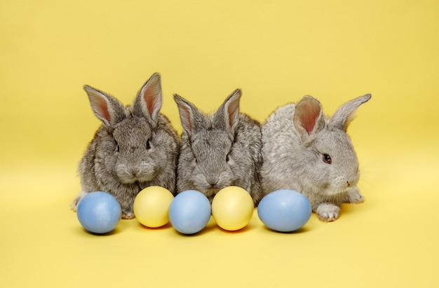 Free photo easter bunny rabbits with painted eggs on yellow