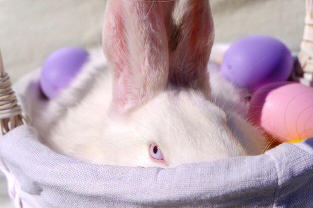 Easter white rabbit with blue eyes in a wooden basket with a colorful ribbon and Easter eggs