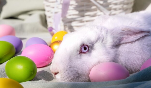 Easter white rabbit with blue eyes in a wooden basket with a colorful ribbon and Easter eggs