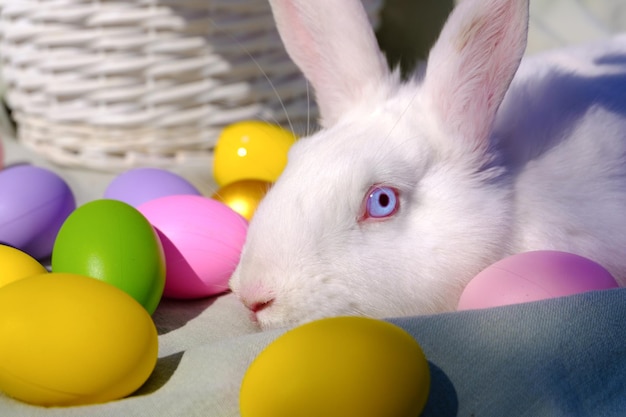 Easter white rabbit with blue eyes in a wooden basket with a colorful ribbon and Easter eggs