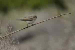 Foto gratuita luì orientale di bonelli, phylloscopus orientalis