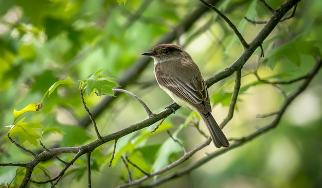 Eastern phoebe (Sayornis phoebe)