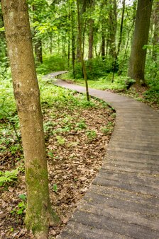 木​の​板​で​作られた​生態系​の​小道​は​、​森​の​中に​曲がって​立ち去ります