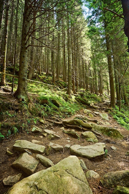 Free photo ecotourism rocky trail trough forest