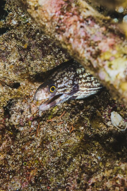 Free photo eel hidden under the rock