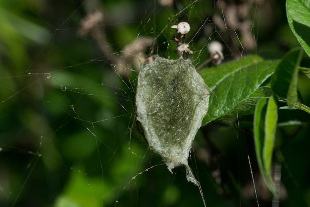 거미줄과 어미 거미 옆에 있는 줄무늬 아르지오페 거미(Argiope trifasciata)의 알 주머니