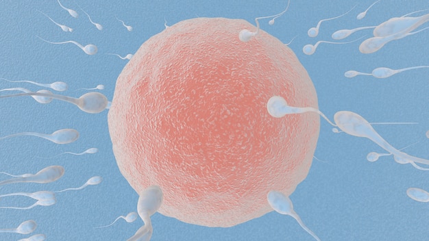 Egg and sperm concept fertilization and implantation 3d rendering illustration