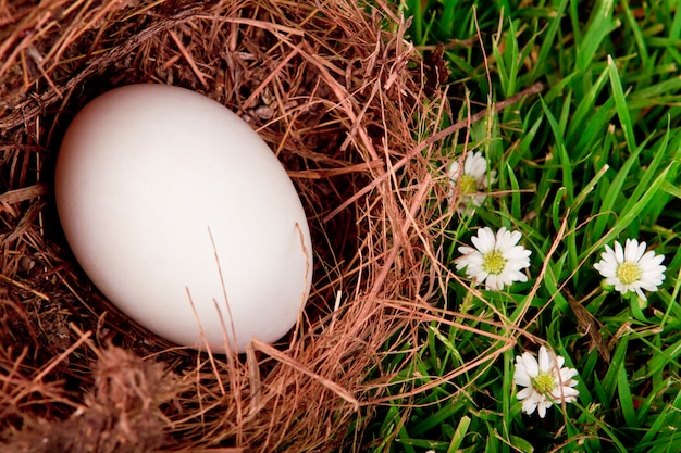 Eggs in nest on  fresh spring green grass