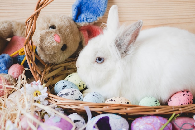 Eggs and toy bunny near rabbit