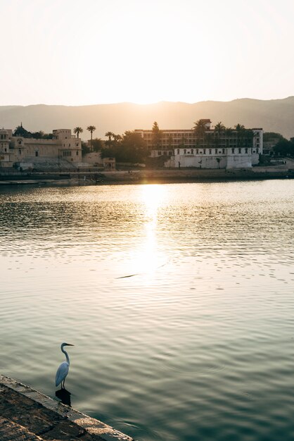 Egret bird at Pushkar lake in Rajasthan, India