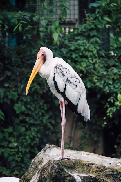 Egret stand on rock