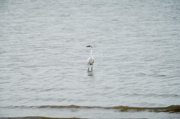 egret stand on sea