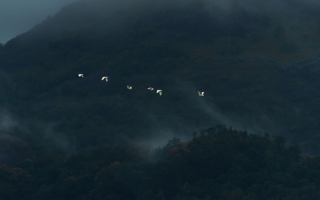 Egrets flying in the foggy mountains of Western Ghats, Kanyakumari district, India