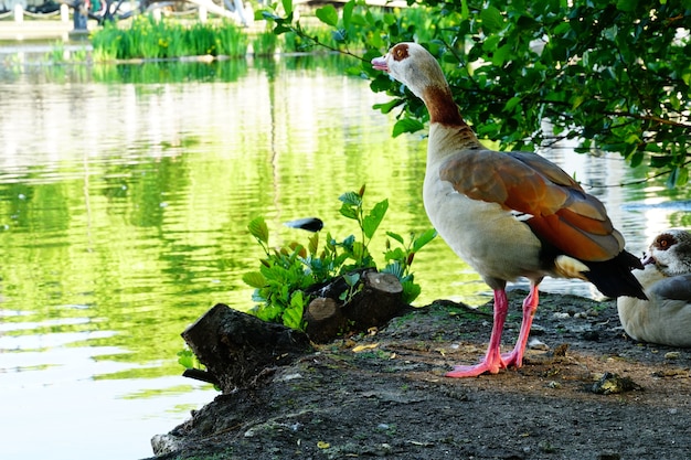 Egyptian goose on the ground surrounded by a lake with trees reflecting on the water