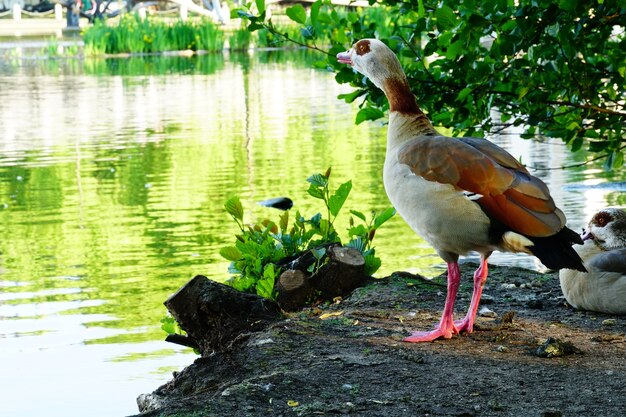 Egyptian goose on the ground surrounded by a lake with trees reflecting on the water