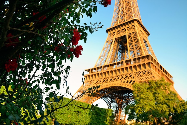 パリのエッフェル塔と庭の花