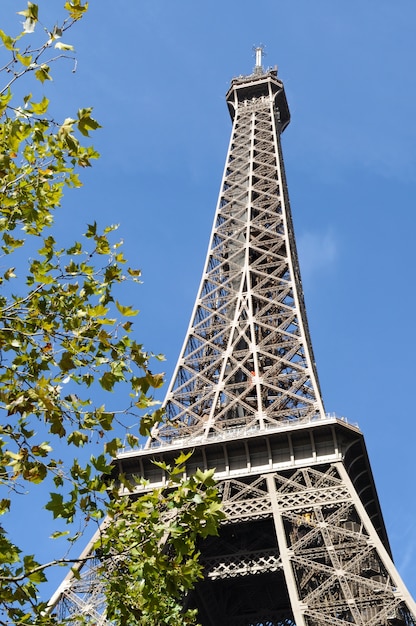 Free photo eiffel tower with leaves in front