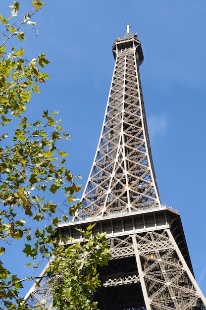 Eiffel tower with leaves in front