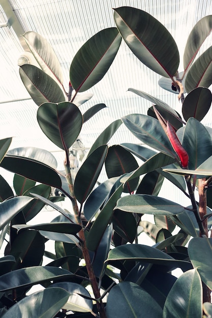 Elastica ficus with big leaves