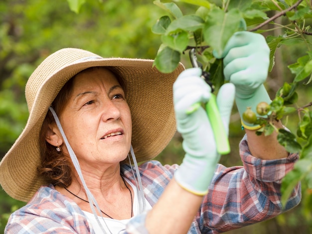 高齢者の女性が植物から葉を切る