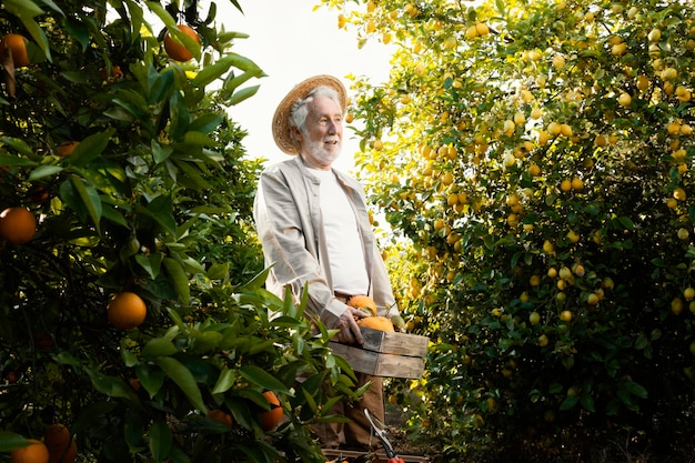 Пожилой мужчина на плантации апельсиновых деревьев