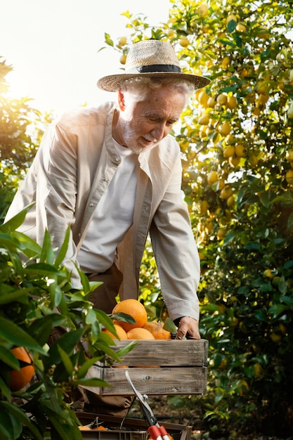 Free photo elderly man in orange trees plantation