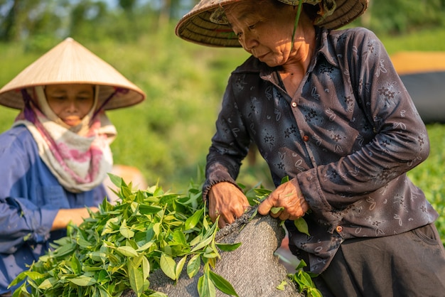 elderly person harvesting