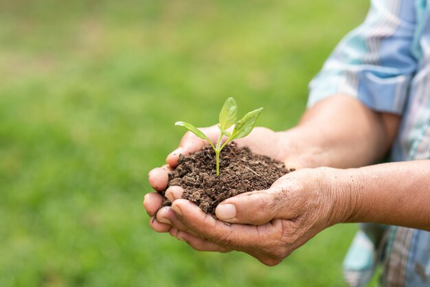 Elderly person holding plant