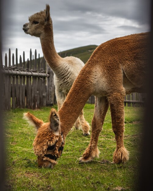 Elective shot of brown and white llamas eating grass