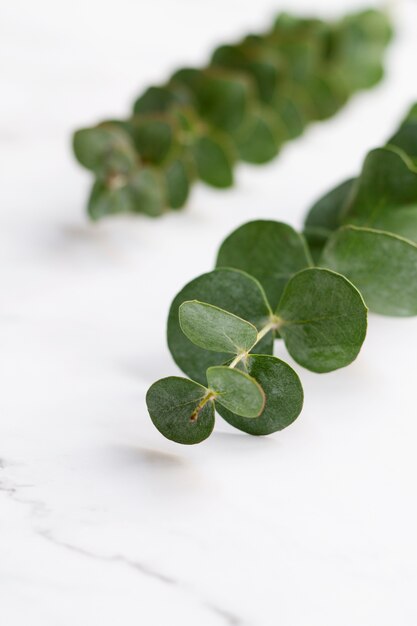 Elegant eucalyptus background