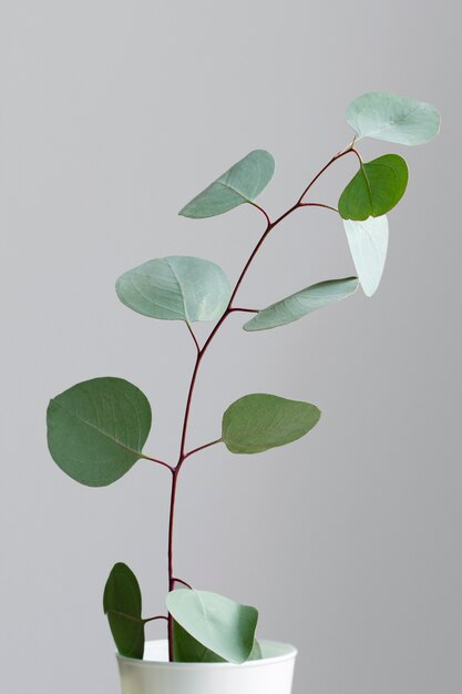 Elegant eucalyptus background