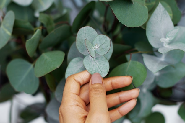 Elegant eucalyptus background