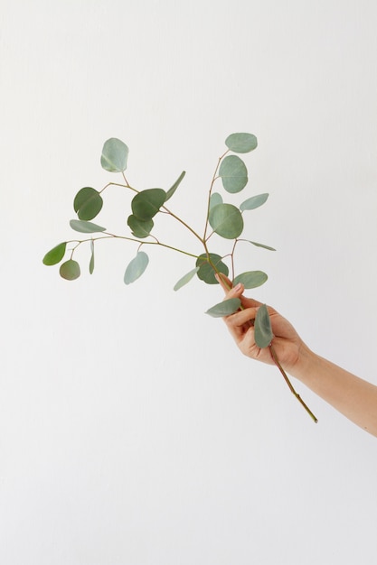 Elegant eucalyptus background