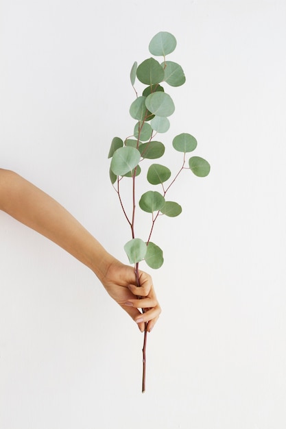 Elegant eucalyptus background