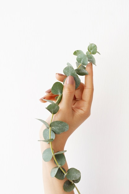 Elegant eucalyptus background