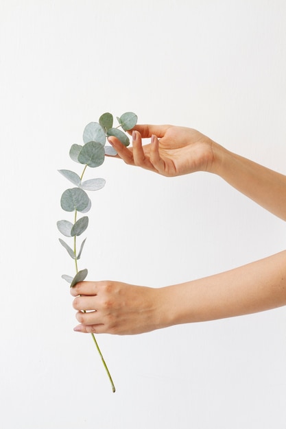 Elegant eucalyptus background