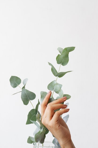 Elegant eucalyptus background