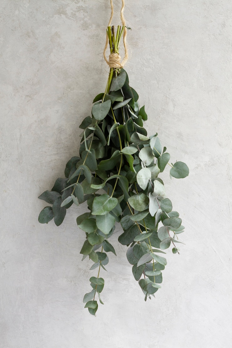 Free Photo elegant eucalyptus background