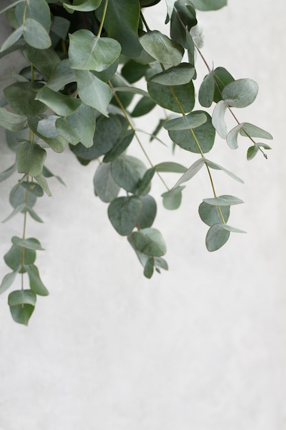 Free photo elegant eucalyptus background