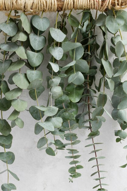 Elegant eucalyptus background