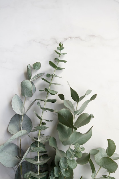 Free photo elegant eucalyptus background