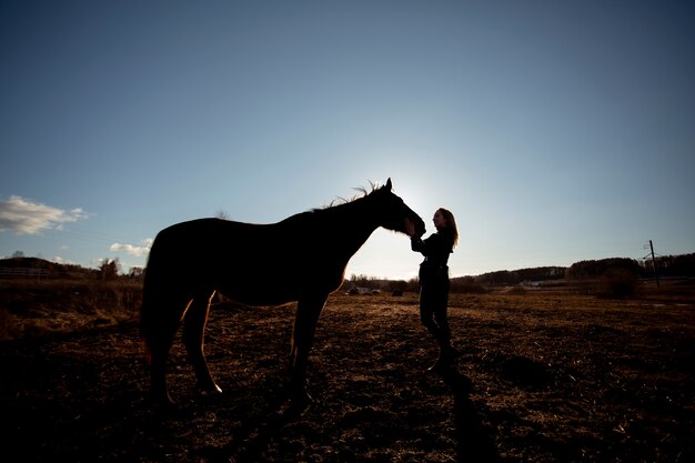 Elegant horse silhouette against dawn sky