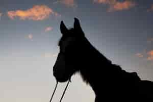 Foto gratuita siluetta elegante del cavallo contro il cielo dell'alba