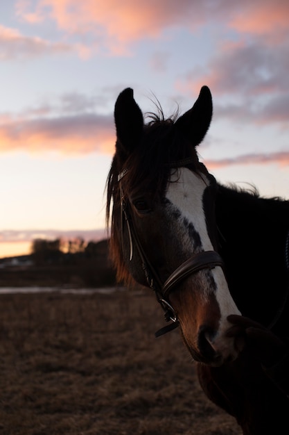 無料写真 夜明けの空に対してエレガントな馬のシルエット